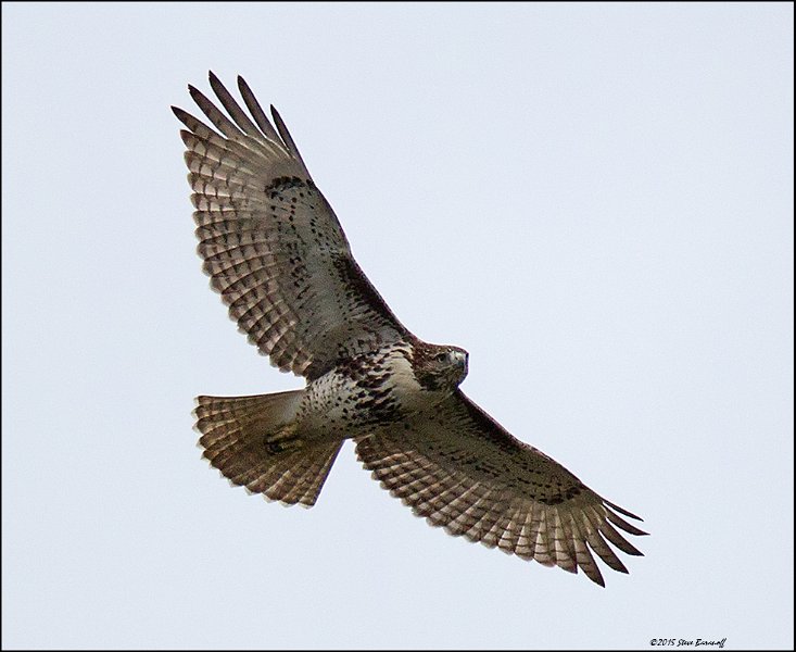 _5SB6169 red-tailed hawk.jpg